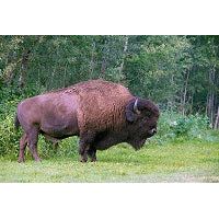 Plains Bison