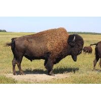 Wood Bison