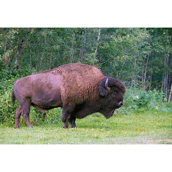 Plains Bison