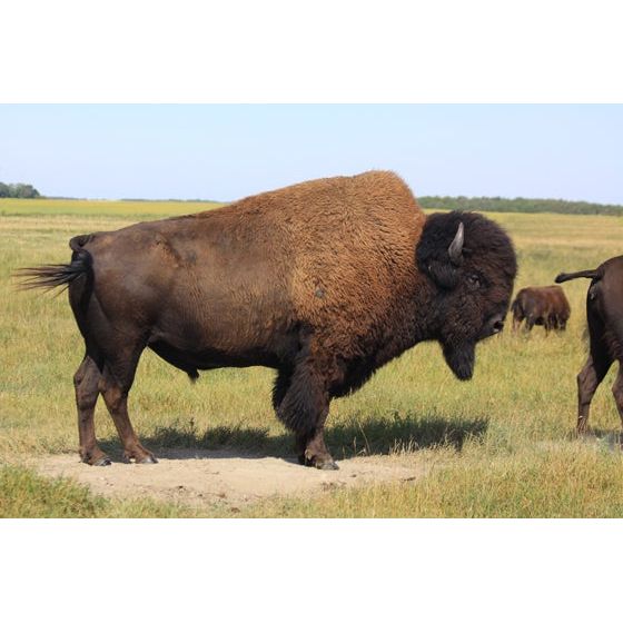 Wood Bison