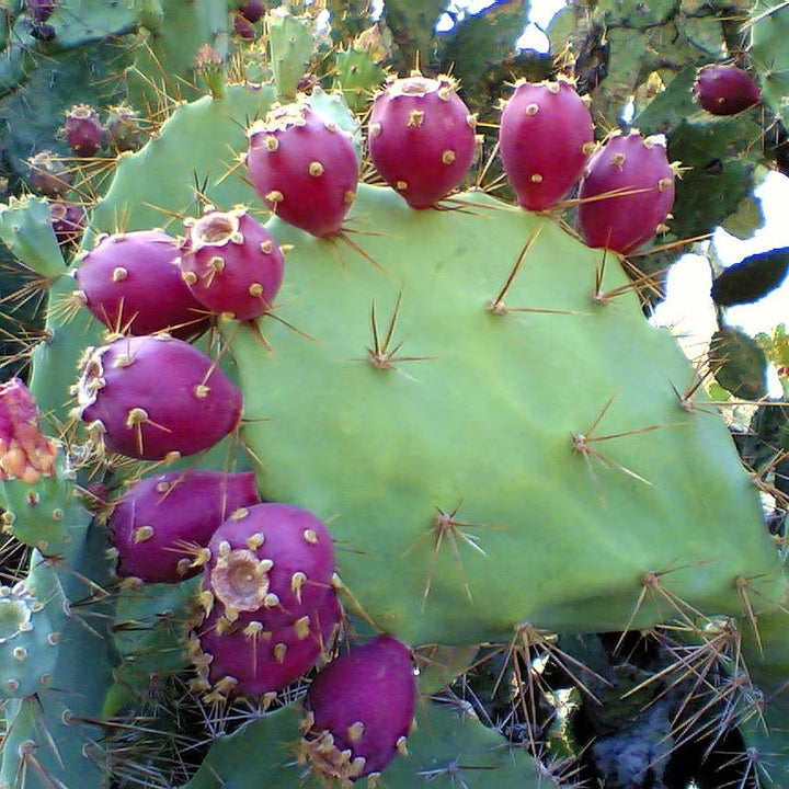 NM Prickly Pear Syrup-#1 Ranked New Mexico Salsa &amp; Chile Powder | Made in New Mexico