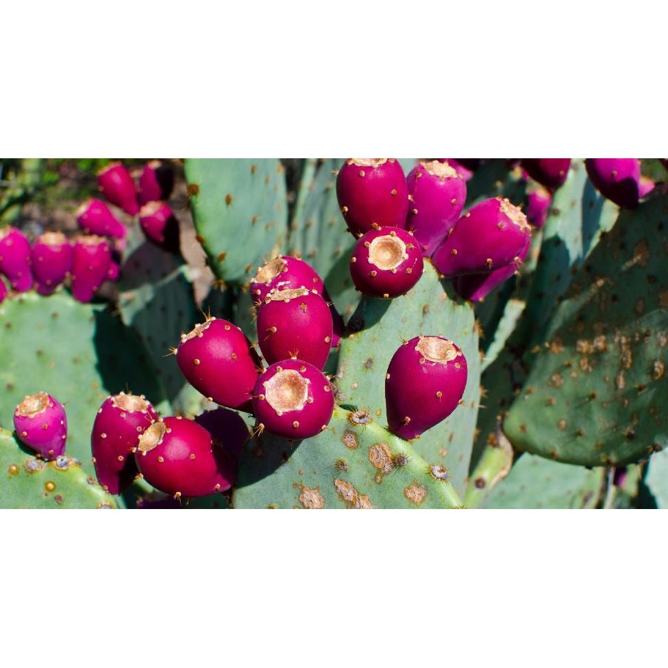 NM Prickly Pear Syrup-#1 Ranked New Mexico Salsa &amp; Chile Powder | Made in New Mexico