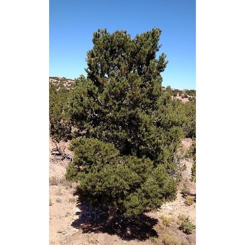 Pinon Pine Tree