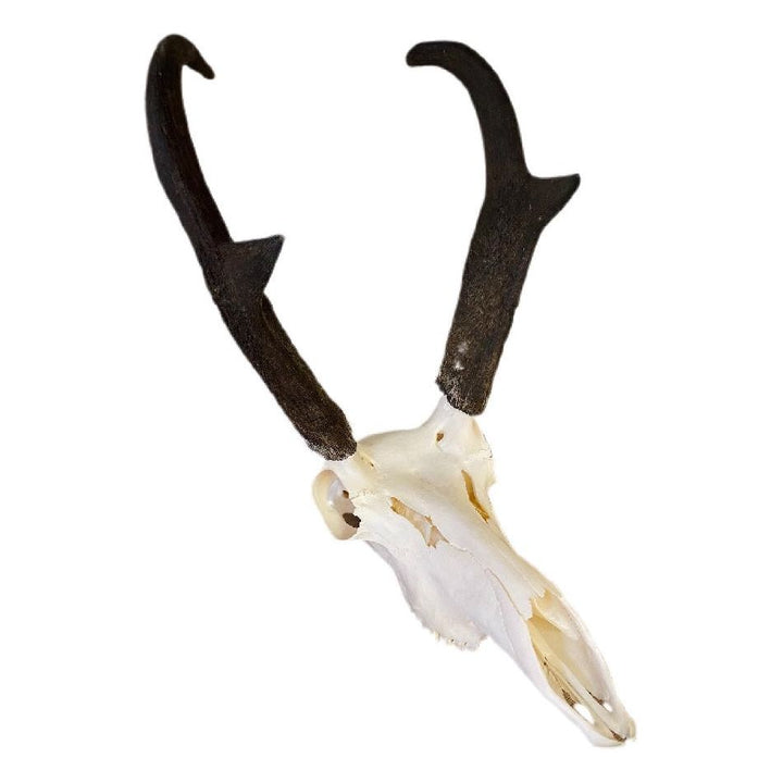 Pronghorn Antelope Skull-#1 Ranked New Mexico Salsa &amp; Chile Powder | Made in New Mexico