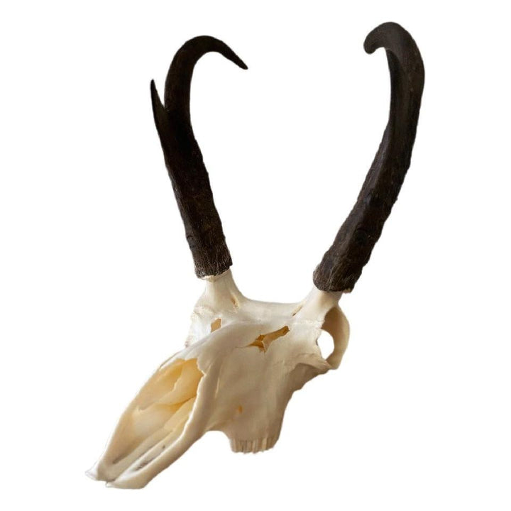 Pronghorn Antelope Skull-#1 Ranked New Mexico Salsa &amp; Chile Powder | Made in New Mexico