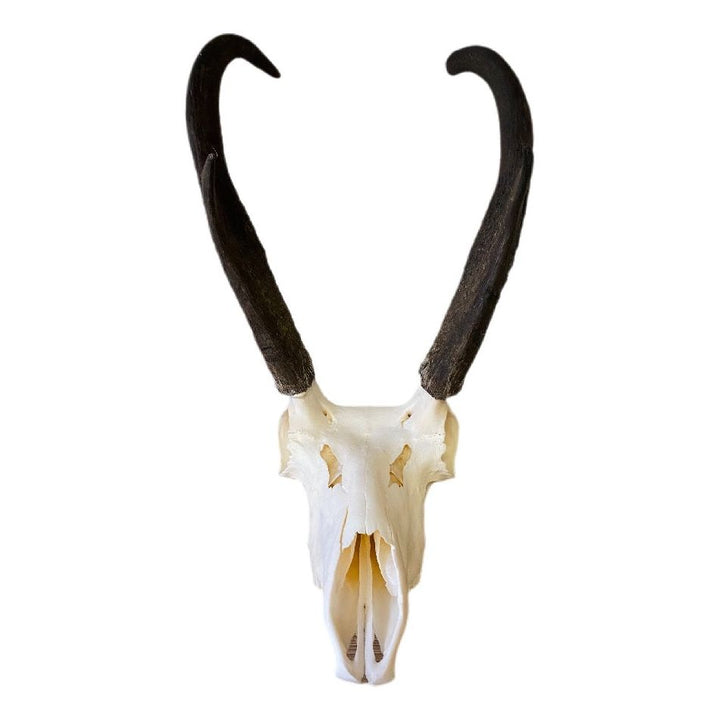 Pronghorn Antelope Skull-#1 Ranked New Mexico Salsa &amp; Chile Powder | Made in New Mexico