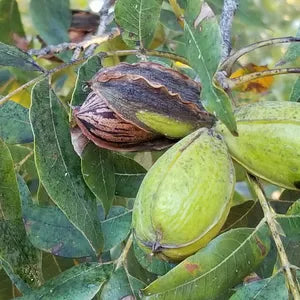 Worthington Farms Flavored Pecans